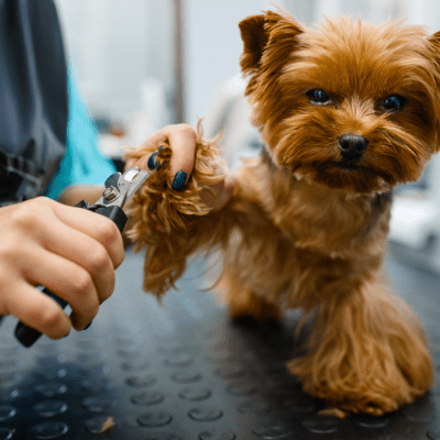 DOG NAIL TRIMMING