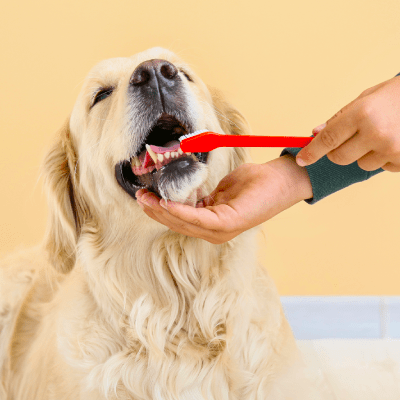 TEETH BRUSHING