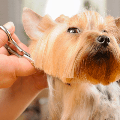 DOG HAIRCUT